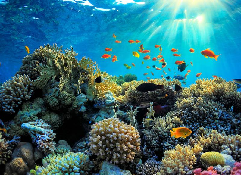 Great Barrier Reef Queensland