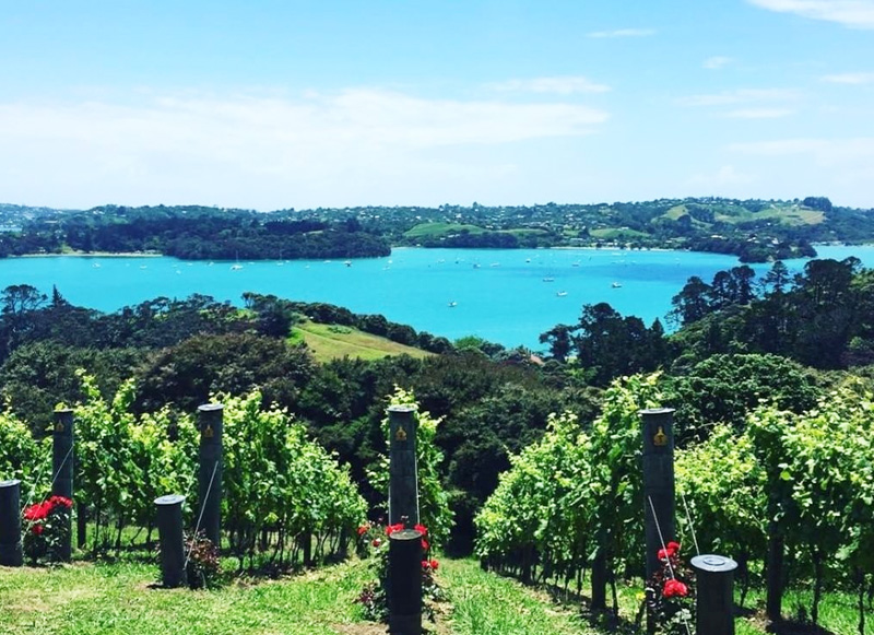 Waiheke wine - stunning vineyard views down to the ocean