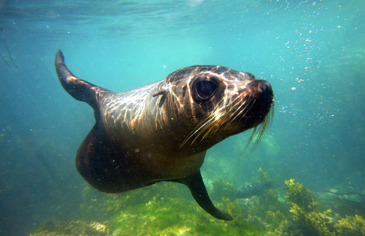swim with the friendly fur seals in Kaikouar