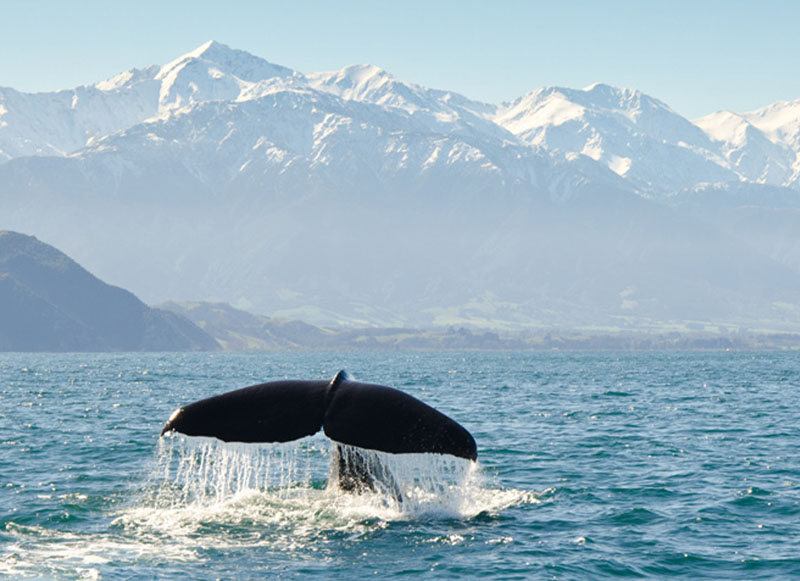 whales breaching on the Kaikoura coast with snow capped mountains in the background.