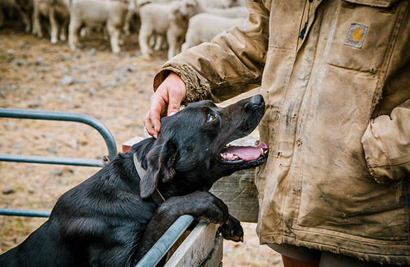 Working farm dogs and their close relationships with their shepherds at Flockhill