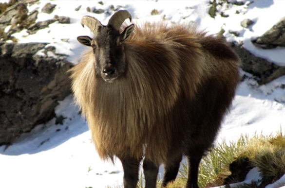 Ethically hunter Chamois Goats in Fiordland