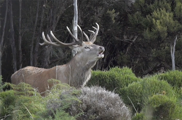 Ethically hunter Stag in Fiordland