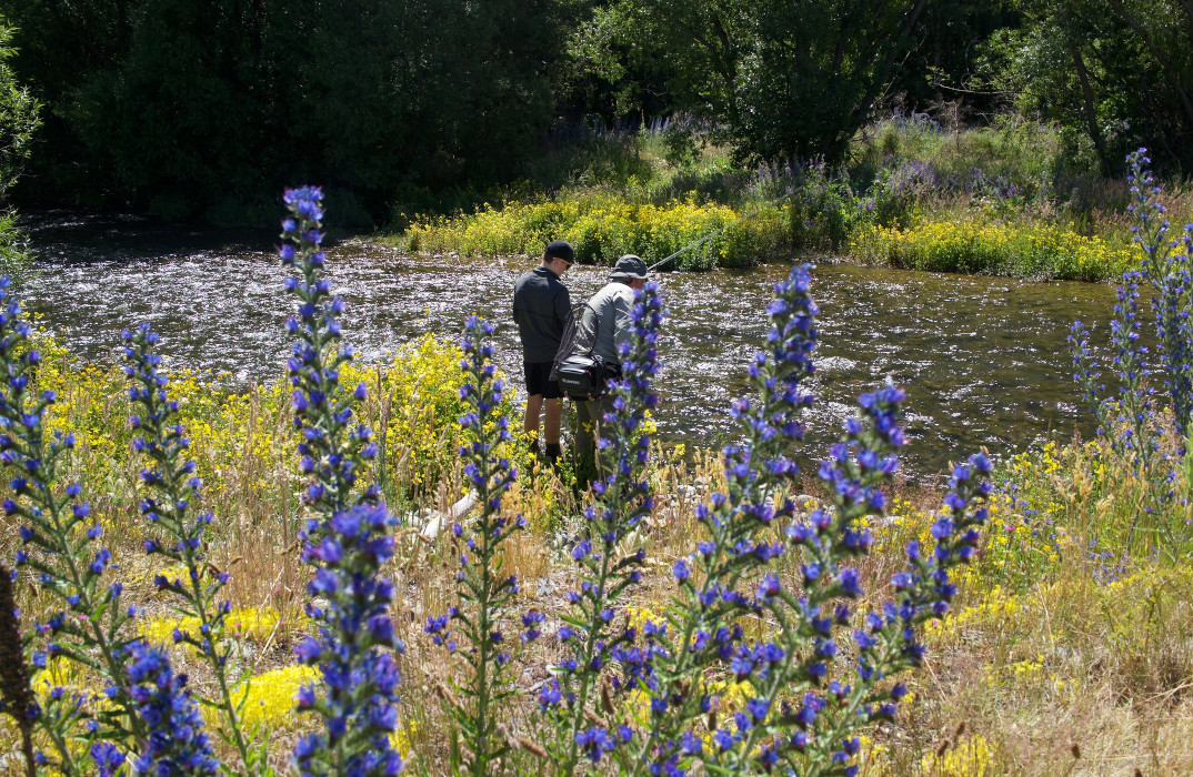 trout fishing