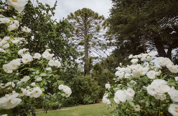 Pihopa Gardens