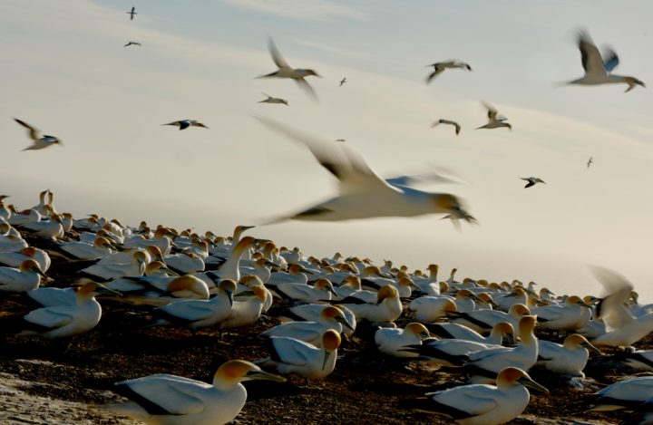 Gannets