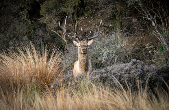 Stag