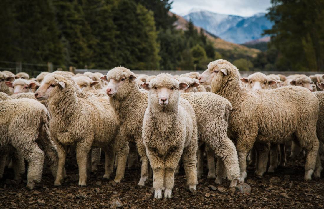 Flock Hill Lambs