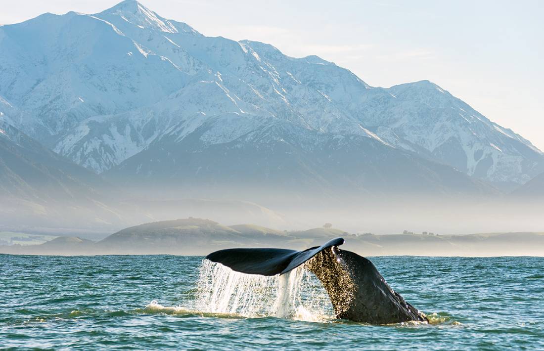 Kaikoura Whale Watch