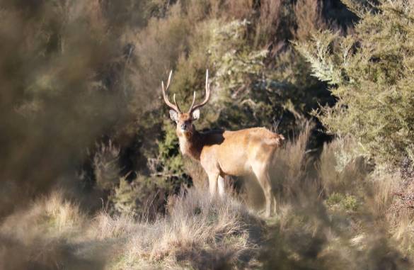 Lodge Hunting