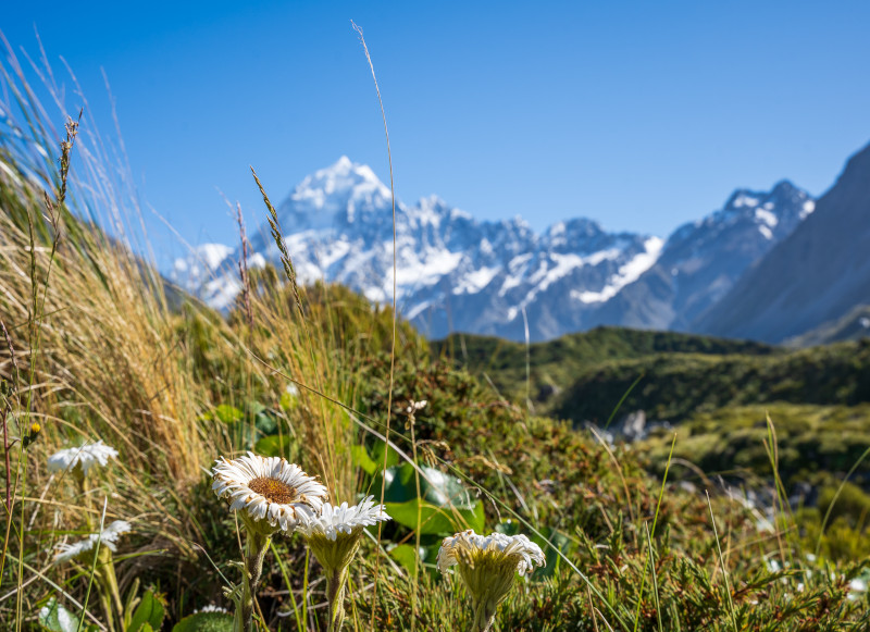 Mount Cook Flowers