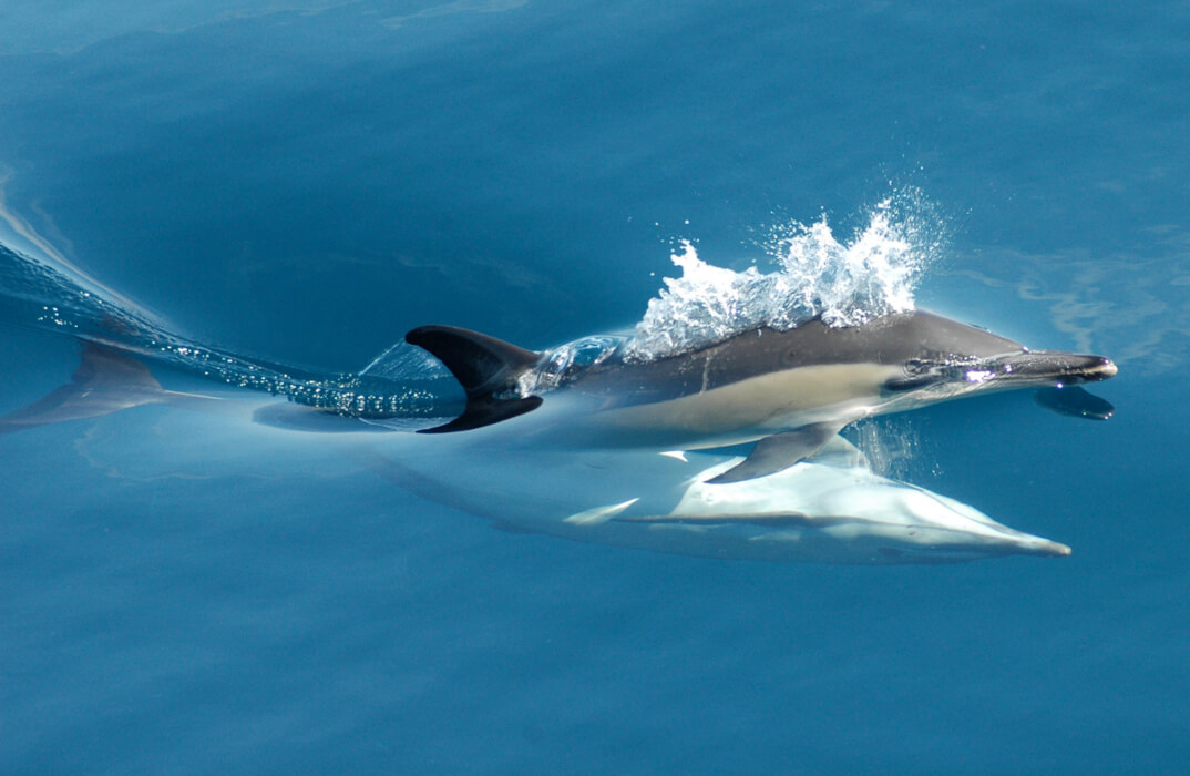 Auckland Dolphins