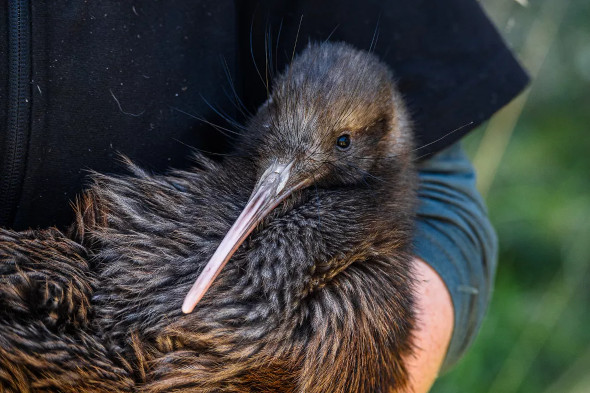 Kiwi