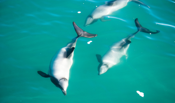 Hectors Dolphins