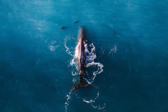 Kaikoura Scenic Whale Watching Flight
