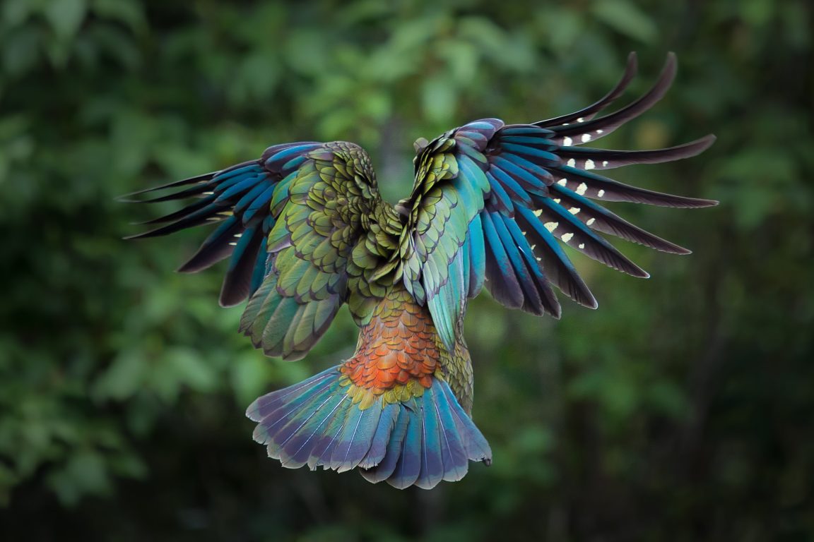 Kea