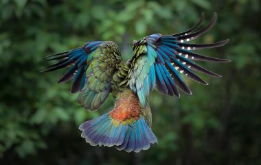 Kea