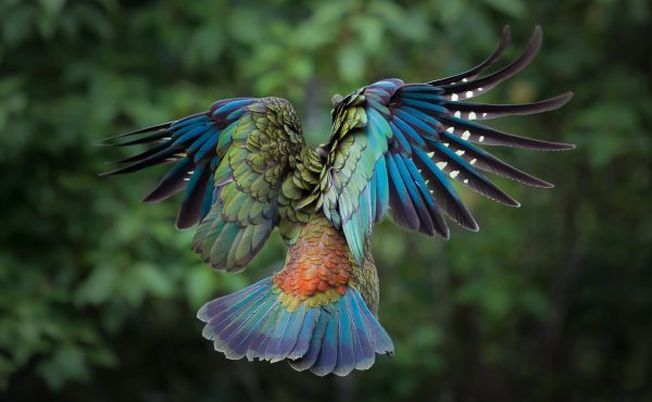 Kea