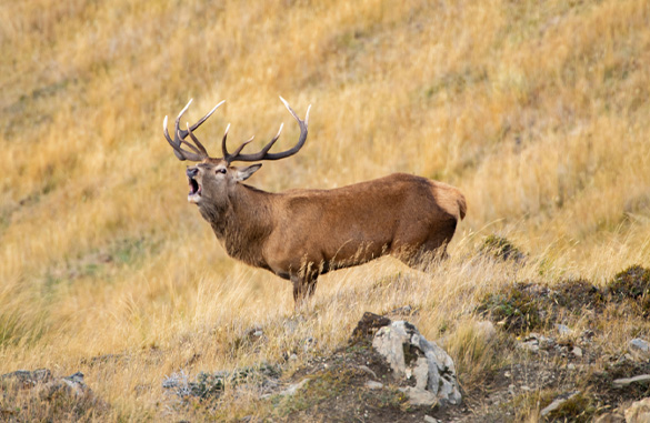 Lake Hawea Station hunting - red stag