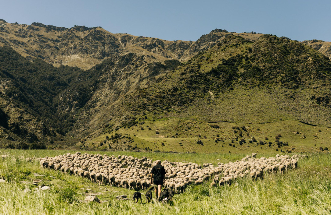 Mustering sheep Lake Hawea