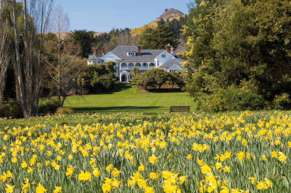 Otahuna Lodge Daffodils