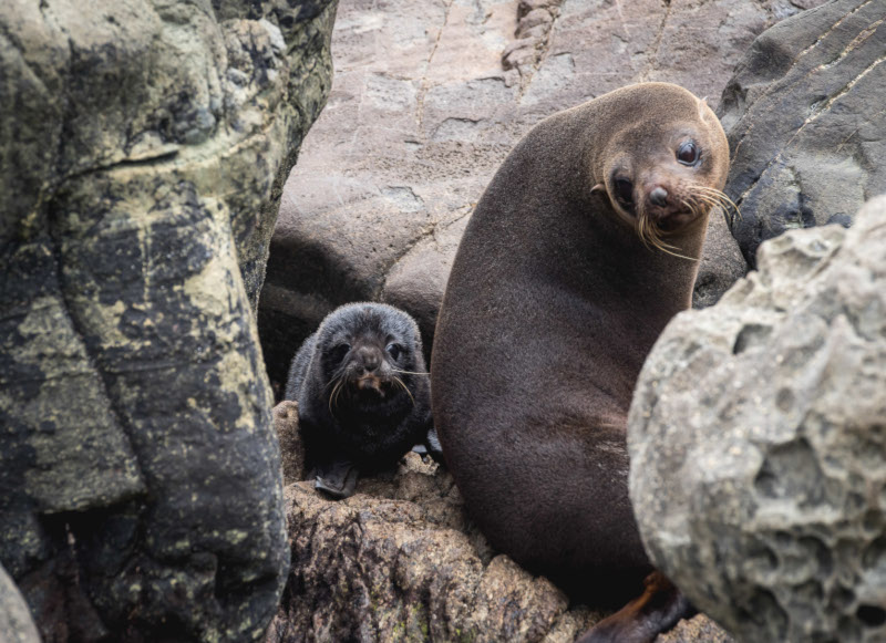 Seals
