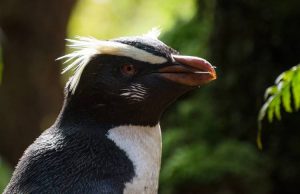tawaki