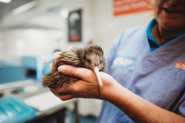 National Kiwi Hatchery Tour