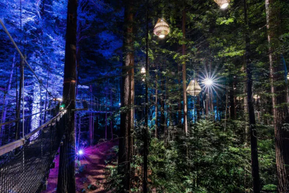 Treewalk Nightlights