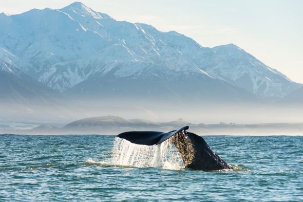 Whale Tail