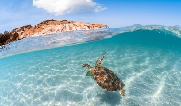 Lizard Island Turtle