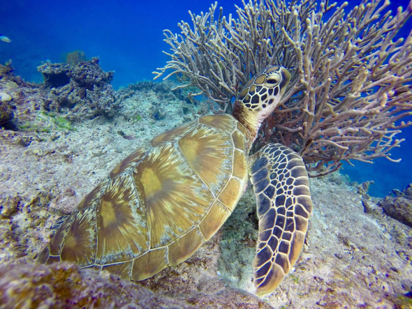 Tokoriki Snorkeling Turtle