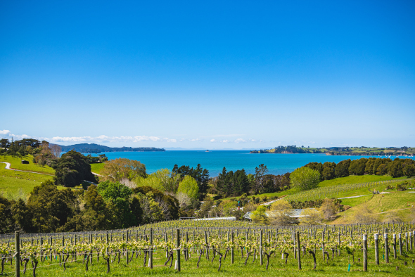 Waiheke Brick Bay Vineyard