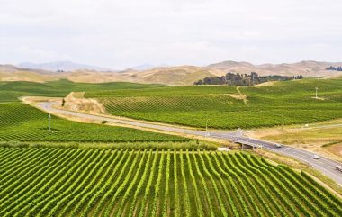 Marlborough Vineyards