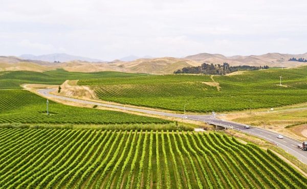 Marlborough Vineyards