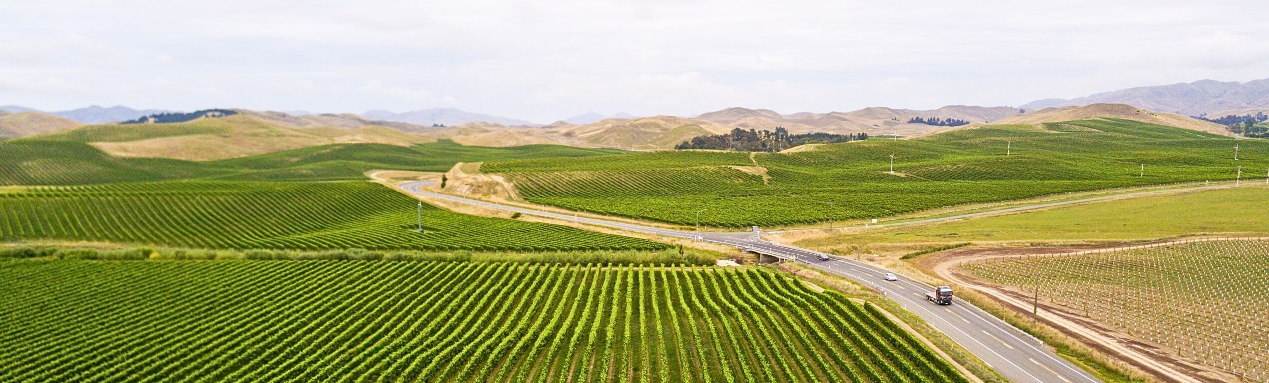 Marlborough Vineyards
