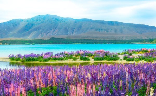 Tekapo