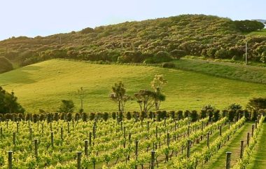 Vineyard New Zealand