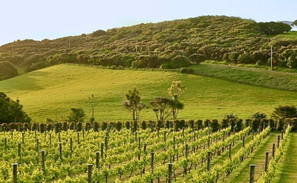 Vineyard New Zealand