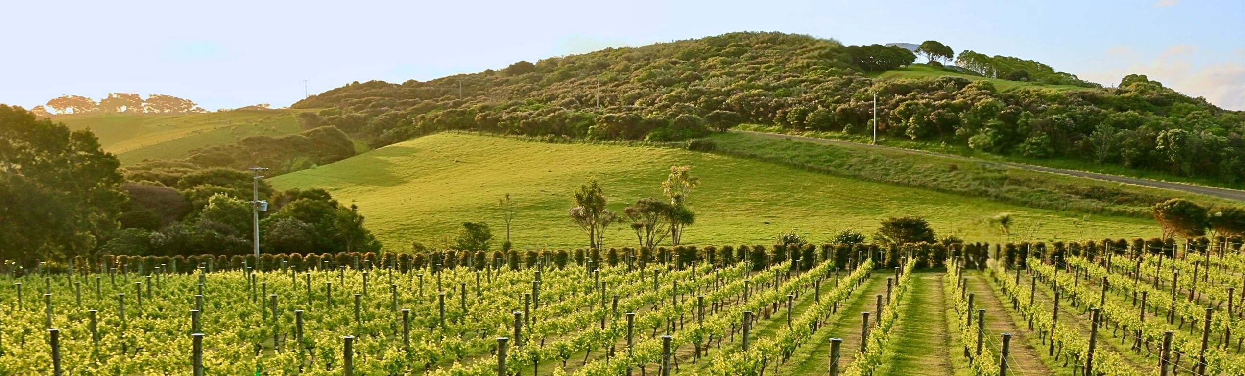 Vineyard New Zealand