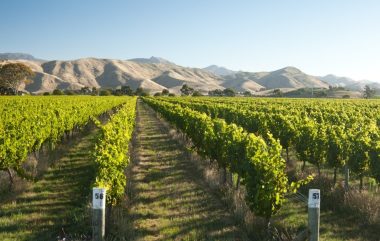 Marlborough Wine Region