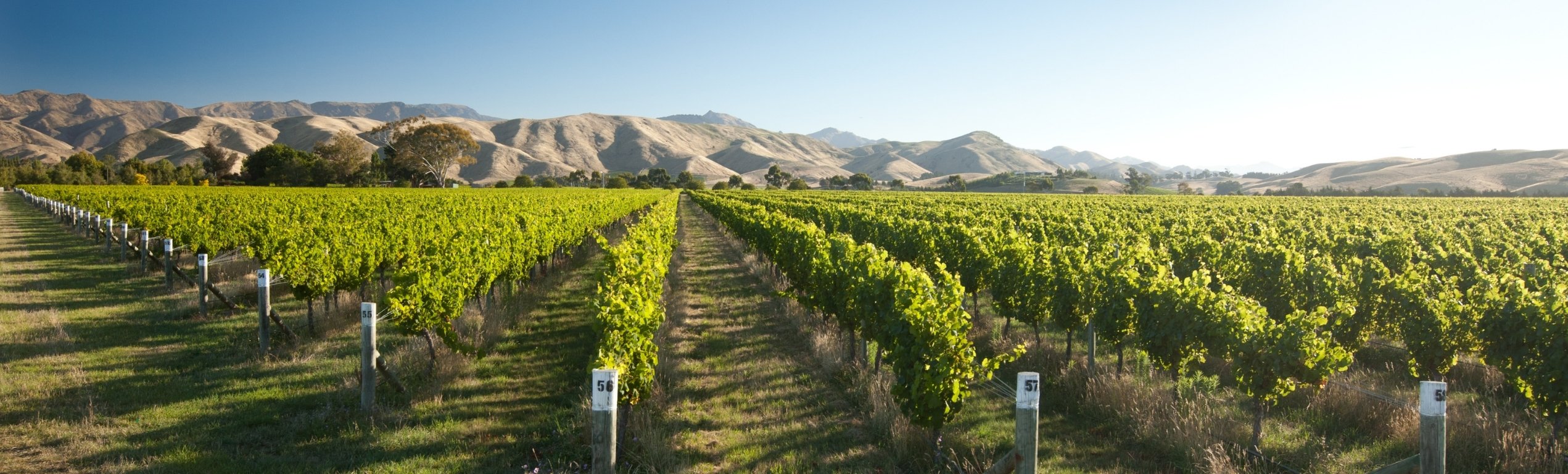 Marlborough Wine Region